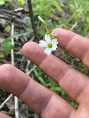 Cerastium velutinum