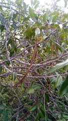 Plectaneia