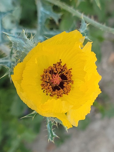 Golden pricklypoppy (Argemone aenea)