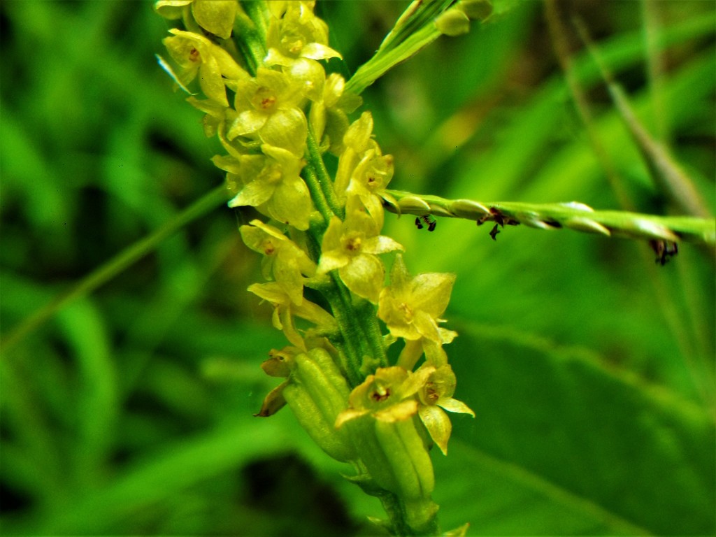 Malaxis rosei