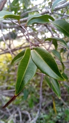 Plectaneia