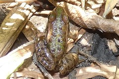 Pelophylax lessonae