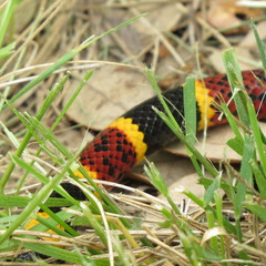 Micrurus tener tener