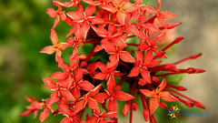 Ixora coccinea