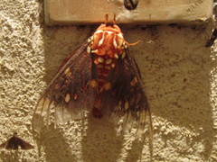 Citheronia mexicana