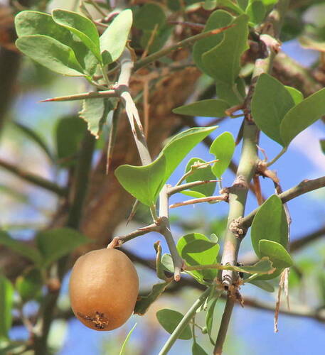 simple-thorned greenthorn