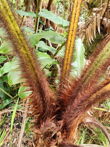 Hapu'u li (Cibotium menziesii)