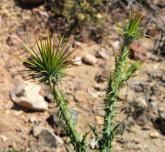 Onopordum heteracanthum