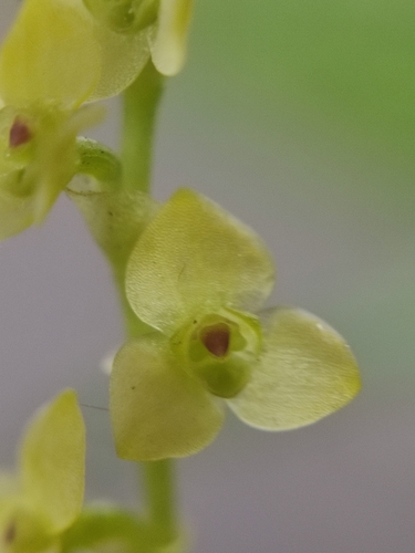 Stelis pusilla
