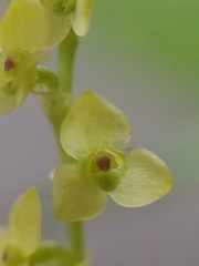 Stelis pusilla