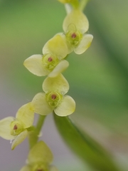 Stelis pusilla, photograph (c) sandy-espinozaf, some rights reserved (CC BY)