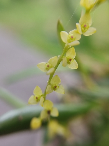 Stelis pusilla, photograph 3