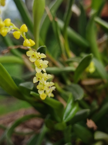 Stelis pusilla, photograph 4