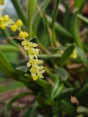 Stelis pusilla, photograph (c) sandy-espinozaf, some rights reserved (CC BY)
