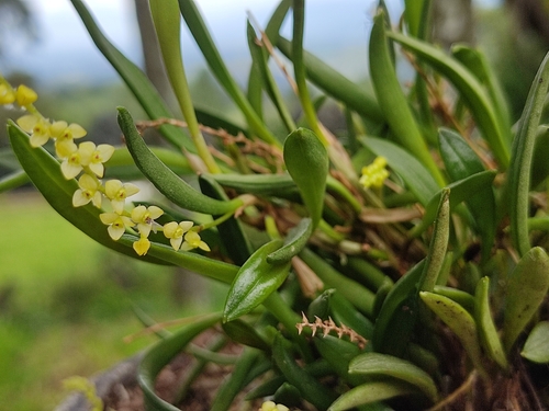 Stelis pusilla, photograph 5