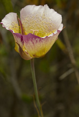 Calochortus plummerae