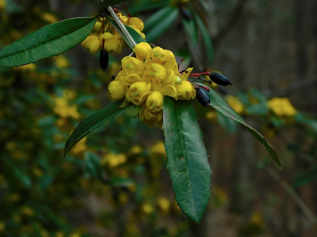 Berberis julianae, North Carolina, US