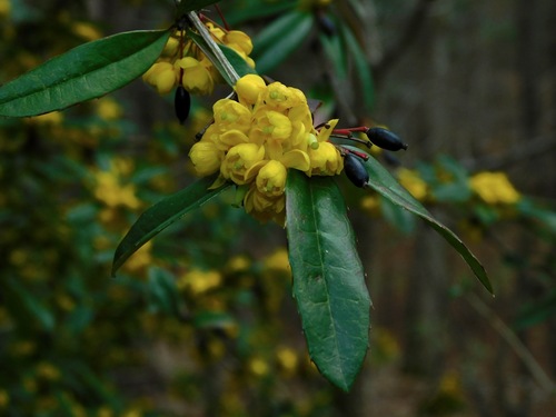 wintergreen barberry (Berberis julianae)