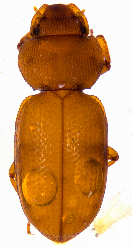 Batuliodes