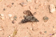 Conophorus fenestratus