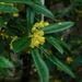 Wintergreen Barberry - Photo (c) Michael J. Papay, some rights reserved (CC BY), uploaded by Michael J. Papay