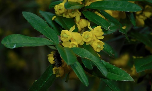 Berberis julianae