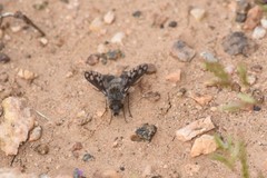 Conophorus fenestratus