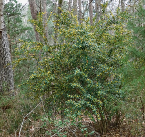 Berberis julianae
