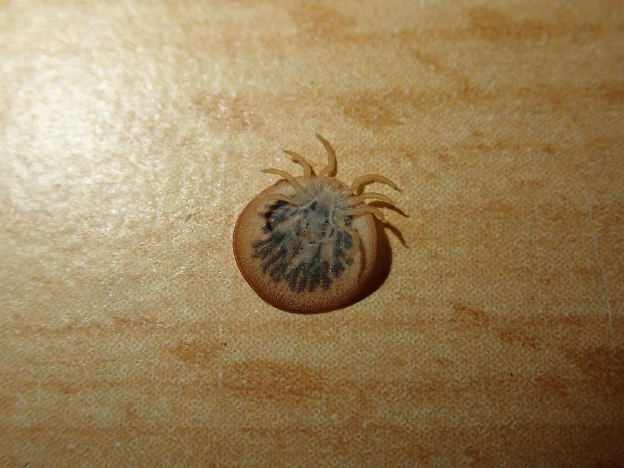 Carios vespertilionis Latreille, 1796