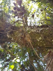 Tillandsia butzii