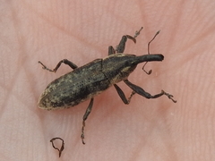 Lixus scrobicollis