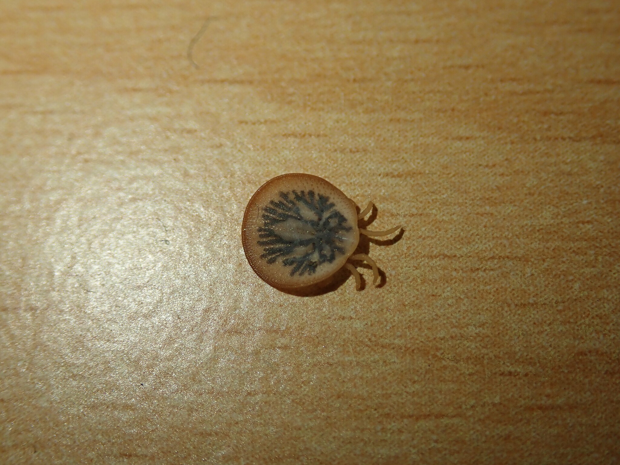 Carios vespertilionis Latreille, 1796