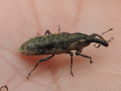 Lixus scrobicollis