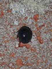 Germarostes globosus