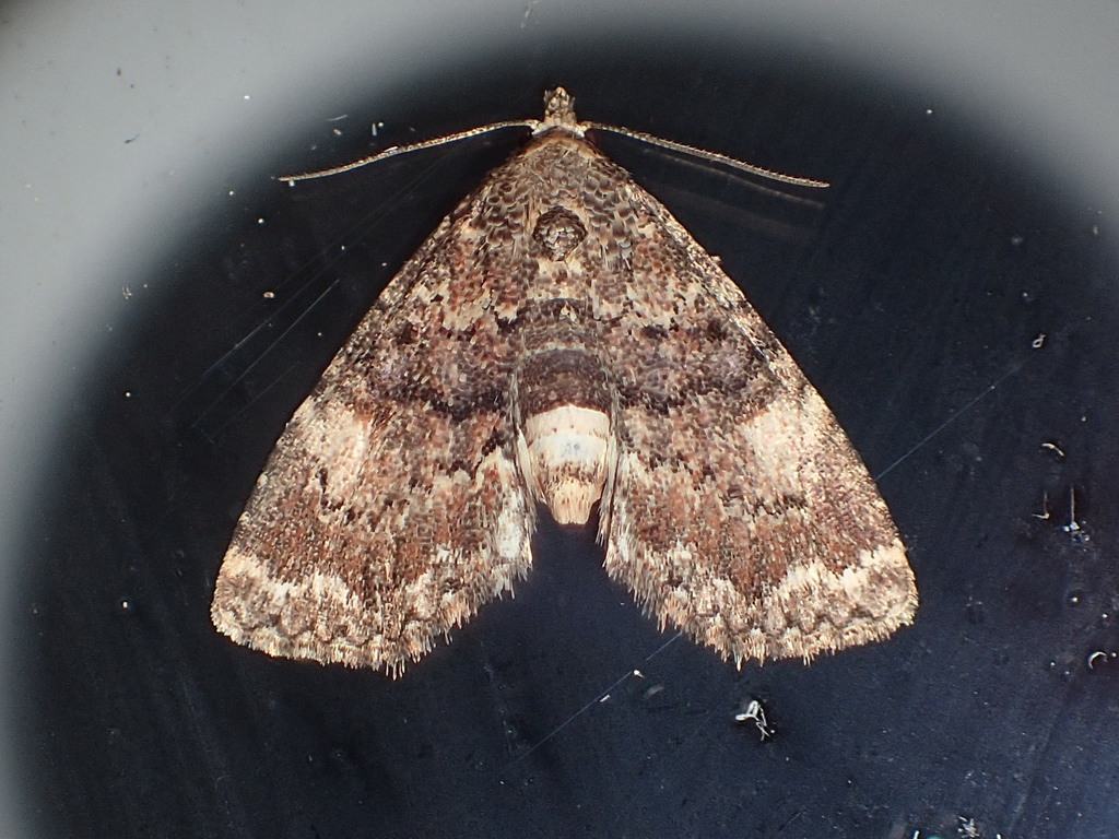 Richards' Fungus Moth