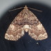 Richards' Fungus Moth - Photo (c) John P. Friel Ph.D., some rights reserved (CC BY), uploaded by John P. Friel Ph.D.