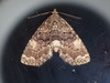 Richards' Fungus Moth - Photo (c) John P Friel, some rights reserved (CC BY), uploaded by John P Friel