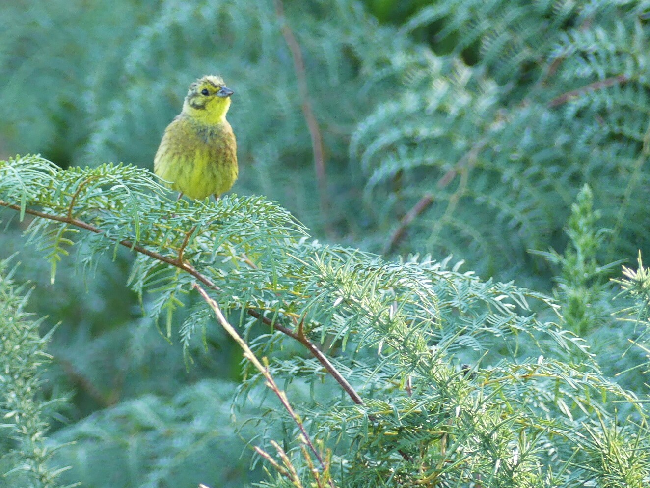 Yellowhammer