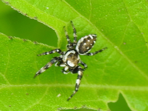 Metaphidippus chera