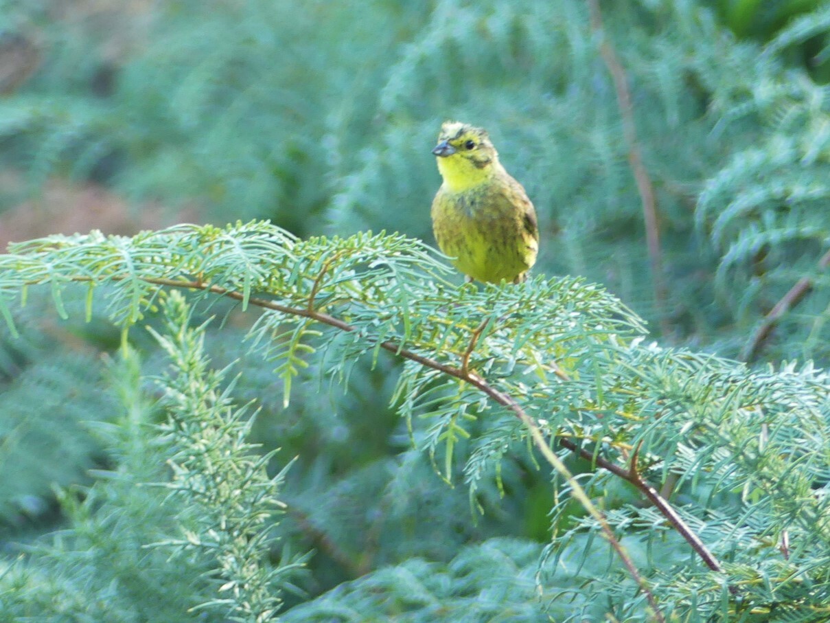 Yellowhammer