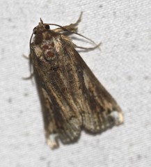 Pseudogyrtona fulvana