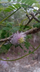 Dichrostachys