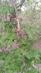 Dichrostachys