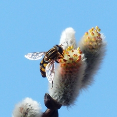 Helophilus fasciatus
