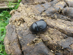 Sericotrupes niger
