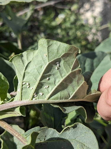 iNaturalist observation photo of Whiteflies