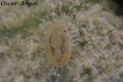 Trialeurodes abutiloneus