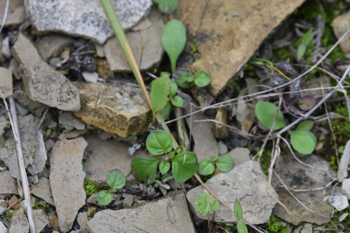 Polygala tatarinowii iNat (1)