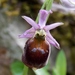 Ophrys argolica crabronifera - Photo (c) Pasquale Buonpane, some rights reserved (CC BY-NC), uploaded by Pasquale Buonpane
