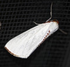 Thalaina selenaea